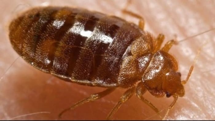 How to identify, eliminate a bed bug infestation in your home — and more news